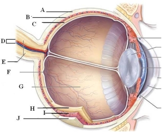 Identify and briefly describe the function of the labeled structures in the human eye pictured here.    A: B: C: D: E: F: G: H: I: J: