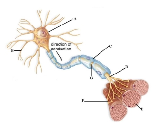 Examine the picture to answer the following questions and identify the labeled structures.   A: _____ B: _____ C: _____ D: _____ E: _____ F: _____ G: ____
