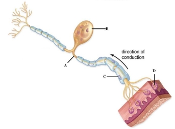 Examine the picture to answer the following questions and identify the labeled structures.    A: _____ B: _____ C: _____ D: _____