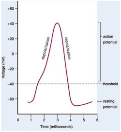 Draw a graph of an action potential that illustrates voltage changes over time. Define and indicate where depolarization and repolarization occurs. Include and label the region of resting potential, action potential and the threshold. Also describe what occurs in terms of ion movement across the membrane to initiate an action potential and during the action potential.  