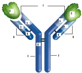 Use the word bank to identify the labeled structures of the antibody in the diagram: antigen, antigen-binding site, variable region, constant region, light chain, heavy chain. Briefly describe the structure.  