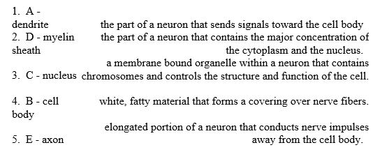 Match the terms in the word bank with the labeled structures on the diagram. Briefly define the function of each structure: axon, nucleus, cell body, dendrite, myelin sheath.    