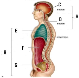 Name the labeled cavities in the diagram at right and indicate an organ found in each.  