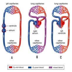 The circulatory pathways of vertebrates are pictured. Briefly differentiate between the pathways and identify the pathways found in:Pathway A Pathway B Pathway C  