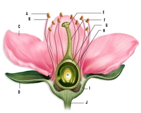 Identify the labeled parts of the flower:   A) ________ F. ________ B) ________ G. ________ C) ________ H. ________ D) ________ I. ________ E) ________ J. ________