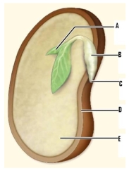 Identify the labeled structures of this seed.     A. ________ B. ________ C. ________ D. ________ E. ________