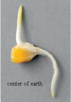 The germinating corn seed pictured below is displaying   A)  negative gravitropism. B)  positive gravitropism. C)  thigmotropism. D)  negative phototropism. E)  positive phototropism. 
