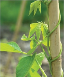 The vine in the picture below is displaying   A)  negative gravitropism. B)  positive gravitropism. C)  thigmotropism. D)  negative phototropism. E)  positive phototropism. 