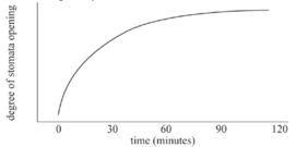 Stomata opening after illumination following eight hours in darkness: plant is Xanthium pennsylvanicum.   A)  Supports both Hypothesis I and II. B)  Supports only Hypothesis I. C)  Supports only Hypothesis II. D)  Supports neither hypothesis. 
