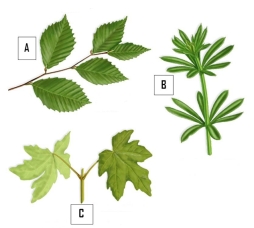 Label the leaf arrangements as opposite, whorled, or alternate.     A. __________ B. __________ C. __________