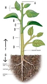 Using the word bank, name the labeled structures. Briefly describe their function (shoot system, root system, terminal bud, internode, node, stem, axillary bud, leaf, petiole).     E. __________ F. __________ G. __________ H. __________