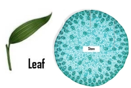 Identify this plant as a monocot or eudicot after examining its stem and leaf.   A)  This plant is a monocot. B)  This plant is a dicot. C)  Not enough information is provided to differentiate the plant as a monocot or dicot. The random arrangement of vascular bundles in the stem and the parallel venation of veins in the leaf allow the plant to be identified as a monocot. 