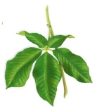 Identify the leaf pictured as a compound or simple leaf. Explain what observations were used to make your decision.  