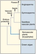A derived trait shared only by angiosperms and gymnosperms is   A)  vascular tissue. B)  fruit production. C)  the production of seeds. D)  protection of the embryo. 