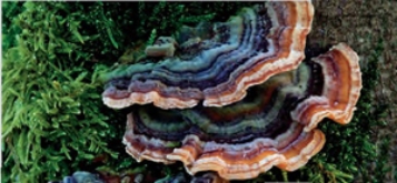 The organism pictured below is a member of Phylum ___________.   A)  Ascomycota B)  Basidiomycota C)  Glomeromycota D)  Cytridiomycota 