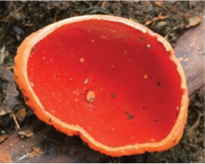 The organism pictured here is a member of Phylum ________.   A)  Basidiomycota B)  Ascomycota C)  Zygomycota D)  Glomeromycota 