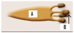 Name the structures labeled A and B in the picture. Tell how structure B is produced. In what phylum of fungi are these structures found?  