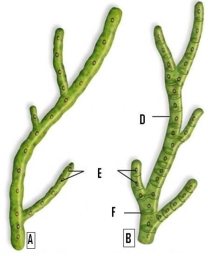   -Structures A and B are hyphae. Identify hyphal elements A and B as septate and/or nonseptate.
