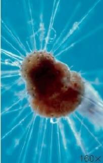 A distinctive form of this pictured organism is found in each geologic period. Which statement(s)  about this organism is/are true? 8-26-2013   A)  The organisms pictured are foraminiferans, members of Supergroup Rhizarian and have a skeleton called a test. B)  These organisms may be used as index fossils to date sedimentary rock. C)  The Egyptian pyramids are built of this type of limestone. D)  All of the answer choices are correct. E)  The organisms pictured are foraminiferans, members of Supergroup Excavates. 
