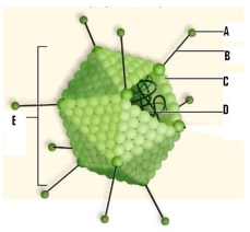 Name the labeled structures of the virus pictured in this figure.    A: _____________ B: _____________ C: _____________ D: _____________ E: _____________ (protein shell)