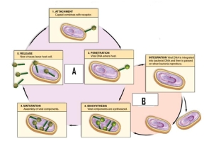 Study the life cycle diagram. Label B is the ________ life cycle.   A)  lysogenic B)  sexual C)  lytic D)  alternation of generations 