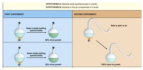 Pasteur's experiments are depicted in this diagram. Do the results of the first experiment confirm the prediction of Hypothesis A? Do the results of the first experiment confirm the prediction of Hypothesis B?  