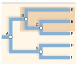 The highlighted grouping in the cladogram is a ____________ grouping.   A)  monophyletic B)  paraphyletic C)  polyphyletic D)  None of the answer choices are correct. 