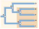 The highlighted grouping in the cladogram is a ____________ grouping.   A)  monophyletic B)  paraphyletic C)  polyphyletic D)  None of the answer choices are correct. 