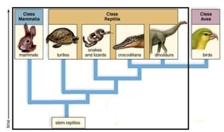 The outlined group is   A)  monophyletic. B)  paraphyletic. C)  polyphyletic. D)  monophyletic and paraphyletic are correct. 