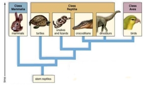 Based on this tree, the lineage leading to ________ was the first to diverge from the other lines.   A)  turtles B)  birds C)  dinosaurs D)  mammals E)  crocodilians 