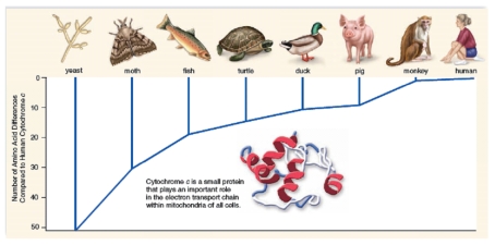 The chart depicts the number of amino acid differences in cytochrome C between several different organisms and humans. What conclusions can you draw from this chart?  