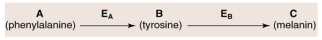 ____________ occurs as ____________ builds up in the system if Enzyme A is nonfunctional because of an inherited mutation )    A)  albinism; melanin B)  xeroderma pigmentosum; tyrosine C)  phenylketonuria; phenyalanine D)  androgen insensitivity; tyrosine 