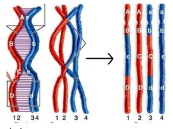Study the diagram to answer the following questions.     A. What process is occurring in this diagram? B. What structures, represented by (ABCD) and (abcd), are participating in this process? C. How has this changed the structures?