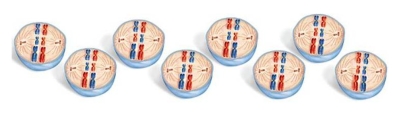 Study the diagram below. This is one cell with three homologous pairs of chromosomes pictured in eight different patterns.   