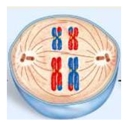 Study the figure to answer the following questions.   A) Is this cell going through mitosis or meiosis? B) Explain your answer. C) Identify the stage.