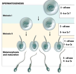 Study the figure depicting the process of spermatogenesis. Name the labeled cells and tell whether they are haploid or diploid. In what part of meiosis is the number of chromosomes reduced by half? A - B - C - D - E - F - G - H -    The number of chromosomes are reduced by half in Meiosis I.