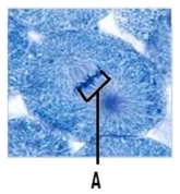 What is (are)  the structures designated by the letter 'A'?   A)  spindle fibers B)  centrioles C)  chromosomes D)  kinetochore microtubules 