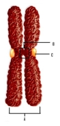 Name the labeled structures in the figure and answer the following questions.     A. _______________ B. _______________ C. _______________