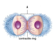 Answer the following questions concerning the following figure.     A. Name the structure labeled A. B. What process is occurring in the figure? C. Is this an animal or plant cell? Explain