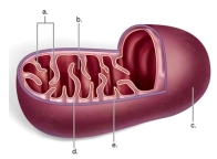 Identify 'a' as the   A)  inner membrane. B)  matrix. C)  cristae. D)  intermembrane space. E)  outer membrane. 