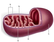 Identify 'd' as the   A)  inner membrane. B)  matrix. C)  cristae. D)  intermembrane space. E)  outer membrane. 