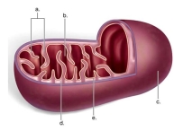 Identify 'e' as the   A)  inner membrane. B)  matrix. C)  cristae. D)  intermembrane space. E)  outer membrane. 