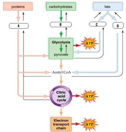   Substrates that reoccur in several metabolic pathways form the metabolic pool. Study the figure to match the substrates with the corresponding pathway. A)  A is glycerol; B is amino acids; C is glucose; D is fatty acids B)  A is glucose; B is fatty acids; C is glycerol; D is amino acids C)  A is amino acids; B is fatty acids; C is glucose; D is glycerol D)  A is amino acids; B is glucose; C is glycerol; D is fatty acids 