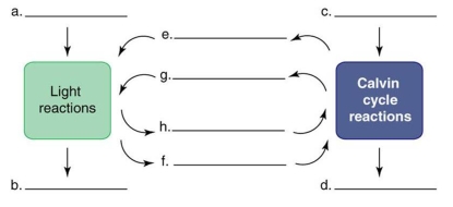   Label the diagram using the word bank: NADPH, NADP, ATP, ADP + P, carbon dioxide, oxygen, carbohydrate, water. Briefly explain the significance of each item. -F is _________. F is NADPH. The coenzyme, NADPH, is reduced in the light reactions by electrons coming from the electron acceptors in PSI. NADPH will be used to reduce carbon dioxide to carbohydrate in the Calvin Cycle. Incorrect
