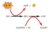 Characterize the reactions involved in these reactions of the Calvin Cycle.   A)  These are reactions involved in the regeneration of RuBP. The reactions include an exergonic reaction (ATP a ADP)  and the reduction of the coenzyme NADPH. B)  These reactions are involved in the reduction of CO<sub>2</sub>. Energy is required in the form of ATP, which is hydrolyzed to ADP. The substrate BPG is reduced, while the coenzyme NADPH is oxidized. C)  These reactions are involved in the fixation of CO<sub>2.</sub> Energy is required in the form of ADP, which is hydrolyzed to ATP. The substrate BPG is oxidized, while the coenzyme NADPH is reduced. D)  These reactions are part of Light Reactions in noncyclic pathway. ATP and NADPH are used during these reactions. 