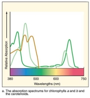 Use the data provided to identify the lines on the graph as the absorption spectrums of chlorophyll a, chlorophyll b and the carotenoids. Max. absorption of chlorophyll a - 430 & 662 nm Max. absorption of chlorophyll b - 453 & 642 nm Max. absorption of carotenoids - bimodal; approx. 450 & 490 nm  