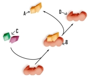 Analyze this figure to categorize the chemical reaction as a synthesis reaction or a degradation reaction. Cite evidence to support your answer.  