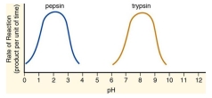 What does this graph reveal about the rate of reaction of the two different enzymes? What are the implications of this finding?  