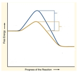 Analyze the graph. Label the following.    A. The energy of activation of the reaction with an enzyme. B. The energy of activation of the reaction without an enzyme. C. The energy of the reactants. D. The energy of the products.  A. The energy of activation of the reaction with an enzyme. B. The energy of activation of the reaction without an enzyme. C. The energy of the reactants. D. The energy of the products.