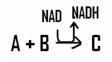 In this reaction, the reactant (s)  are _____________ and the coenzyme NAD is ____________.   A)  reduced; oxidized B)  oxidized; oxidized C)  reduced; reduced D)  oxidized; reduced 